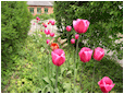 Hestebedg�rd - forhave og g�rdsplads