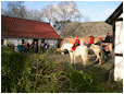 Hestebedg�rd - juleridning 10/11-2010