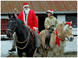 Hestebedg�rd - julen 2013. Foto: Ib Ballisager