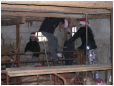 Hestebedg�rd - julestue, og juleridning og julemarked 27. november 2016. Foto: Carsten Roug