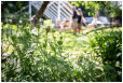 Hestebedg�rd - Or�dagen 3/6-2018. Foto: Yann Houlberg Andersen