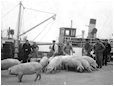 Hestebedg�rd - s�rudstilling om Or�s forbindelser med omverdenen 2010 - grisetransport med Or� f�rgen Margrethe
