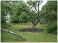 Hestebedg�rd - projekt skovhave juni 2016. Foto: Carsten Roug