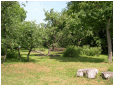 Hestebedg�rd - projekt skovhave juni 2016. Foto: Carsten Roug